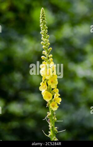 Nahaufnahme von Reseda luteola, bekannt als Färberrakete, Färberkraut, Löt, Holz und Gelbkraut Stockfoto