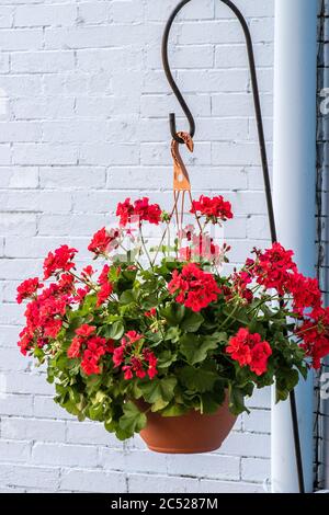 Leuchtend rote Blumentopf mit blau gemalten Backstein Hintergrund. Stockfoto