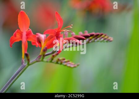 Leuchtend rote Blüten von Crocosmia 'Luzifer' Stockfoto