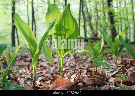Maiglöckchen in Blüte und getrocknete Blätter auf dem Waldboden, frühlingsblühende Pflanzen Stockfoto