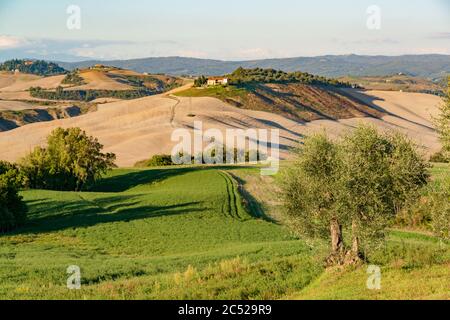 Landschaft der Crete Senesi, einem Getreideanbaugebiet mit karstigen Abschnitten. Hier im herbstlichen Abendlicht Stockfoto