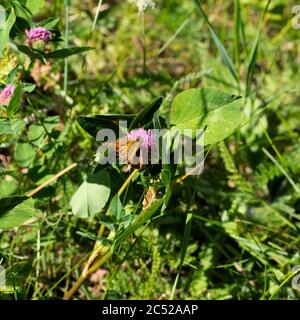 Ein kleiner Schmetterling mit schönen Flügeln sitzt auf einer Blume. Das Foto wurde in der Stadt Boron von Tscheljabinsk, Russland aufgenommen. Stockfoto