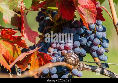 Reife Sangiovese Trauben am Stock im Chiantigebiet der Toskana Stockfoto