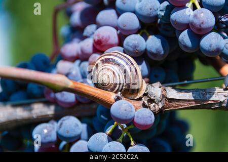 Reife Sangiovese Trauben am Stock im Chiantigebiet der Toskana Stockfoto