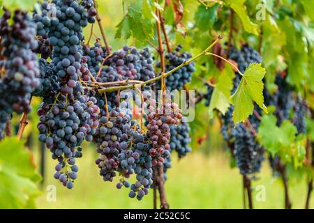 Reife Sangiovese Trauben am Stock im Chiantigebiet der Toskana Stockfoto