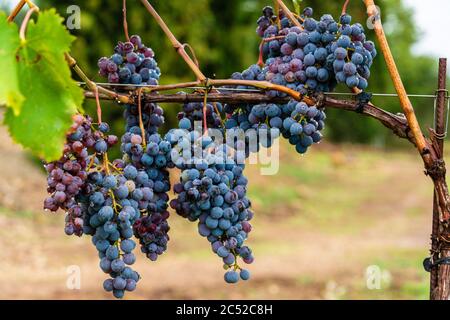 Reife Sangiovese Trauben am Stock im Chiantigebiet der Toskana Stockfoto