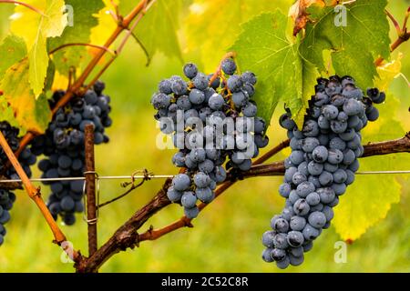 Reife Sangiovese Trauben am Stock im Chiantigebiet der Toskana Stockfoto