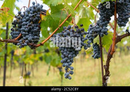 Reife Sangiovese Trauben am Stock im Chiantigebiet der Toskana Stockfoto