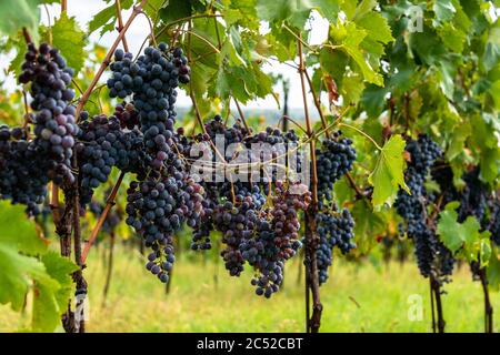 Reife Sangiovese Trauben am Stock im Chiantigebiet der Toskana Stockfoto