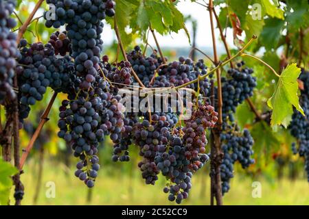 Reife Sangiovese Trauben am Stock im Chiantigebiet der Toskana Stockfoto