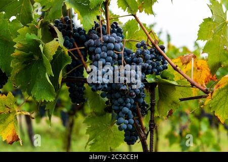 Reife Sangiovese Trauben am Stock im Chiantigebiet der Toskana Stockfoto