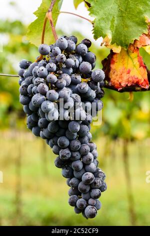 Reife Sangiovese Trauben am Stock im Chiantigebiet der Toskana Stockfoto