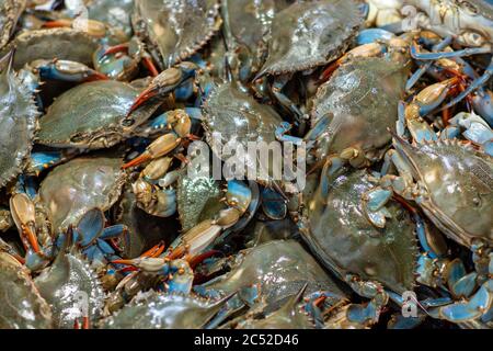 Frische Callinectes sapidus (Blaukrabbe, Blaukrabbe, oder regional als Chesapeake-Blaukrabbe) - im Atlantik beheimatet. Stockfoto