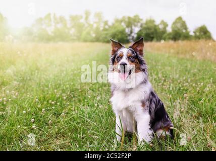 Schöne junge Rüde Blue Merle Australian Shepherd Hund sitzt ruhig in einem sonnigen Sommerfeld. Selektiver Fokus mit unscharfem Hintergrund. Stockfoto