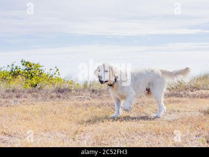 Portrait eines weißen goldenen Retriever Welpen im Freien Stockfoto