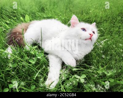 Cute weiße Kätzchen spielen mit Löwenzahn auf grünem Gras Hintergrund im Freien. Schöne Naturtapete. Sommergartenlandschaft. Stockfoto