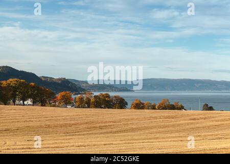 Ländliche norwegische Landschaft mit trockenem gelben Feld an der Küste Stockfoto