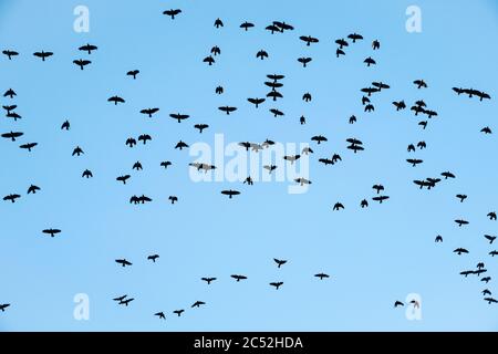 Eine Herde Saatkrähen (Corvus frugilegus) im Flug gegen einen blauen Himmel, Großbritannien Stockfoto