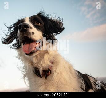 Low-Angle Schuss eines schwarzen welsh springer Spaniel gegen Der Himmel Stockfoto