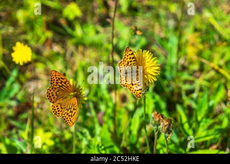 Hohe braune Fritilläre Schmetterlinge sammeln Nektar auf Blumen Stockfoto