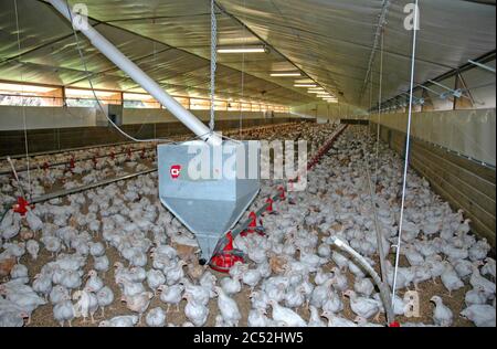 In einem frei Haus. Hühner speziell durch Kreuzung Fleisch Huhn mit großen Legehennen gezüchtet, um ein Fleisch Huhn, das reicht produzieren. Stockfoto