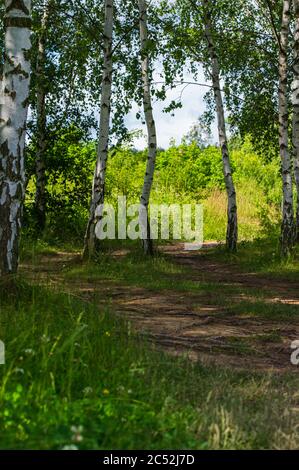 Weg inmitten von Birken im Wald mit Wurzeln auf dem Boden Stockfoto