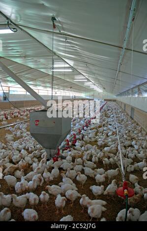 In einem frei Haus. Hühner speziell durch Kreuzung Fleisch Huhn mit großen Legehennen gezüchtet, um Fleisch Huhn, das reicht produzieren. Stockfoto