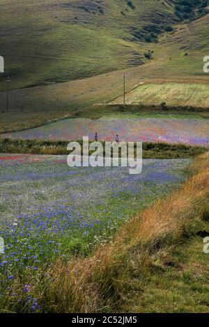 Blick auf den Pian Grande von Castelluccio di Norcia, Umbrien, Italien, während der Blüte Stockfoto