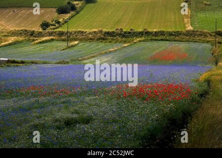 Blick auf den Pian Grande von Castelluccio di Norcia, Umbrien, Italien, während der Blüte Stockfoto