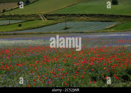 Blick auf den Pian Grande von Castelluccio di Norcia, Umbrien, Italien, während der Blüte Stockfoto