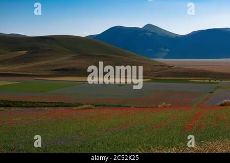 Blick auf den Pian Grande von Castelluccio di Norcia, Umbrien, Italien, während der Blüte Stockfoto