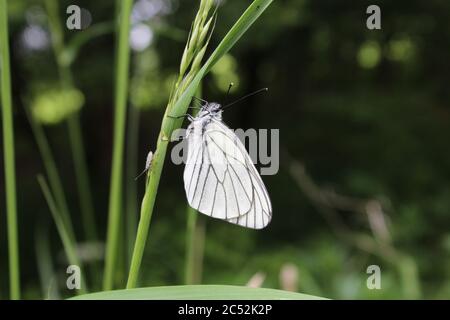 Baum-Weißling (Aporia crataegi, schwarz-geädert weiß) sitzt auf Gras nach Regen in einem Wald in Oberbayern, Deutschland. Stockfoto