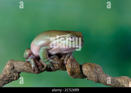 Australischer weißer Baumfrosch auf einem Zweig, Indonesien Stockfoto