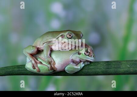 Zwei australische Frösche mit weißem Baum sitzen auf einem Zweig übereinander, Indonesien Stockfoto