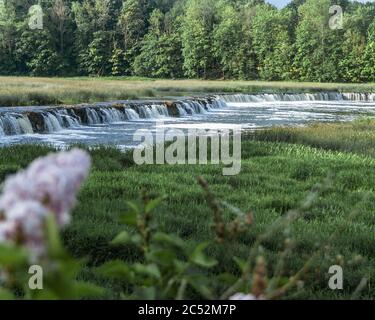 Venta Rapid am Frühlingsmorgen mit Bokeh Vordergrund von hellvioletten Fliederblüten. Stockfoto