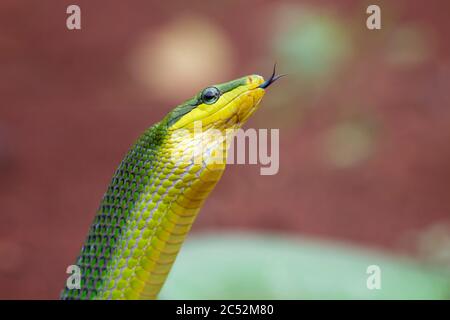 Nahaufnahme einer Gonyosoma-Schlange, die ihre Zunge flippt, Indonesien Stockfoto