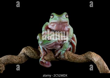 Zwei australische Baumfrösche auf einem Zweig, Indonesien Stockfoto