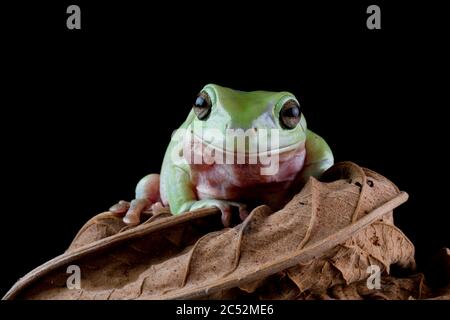 Australischer Baumfrosch auf einem Blatt, Indonesien Stockfoto