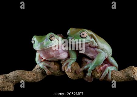 Zwei australische Baumfrösche auf einem Zweig, Indonesien Stockfoto