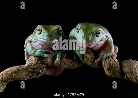 Zwei australische Baumfrösche auf einem Zweig, Indonesien Stockfoto