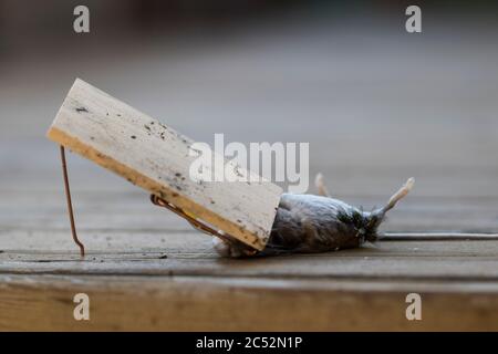 Tote Maus in Mausfalle mit Fliegen Eier auf Leiche legen. Maus in alten Schule Mausfalle gefangen. Stockfoto