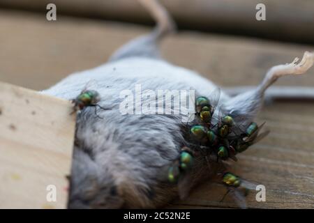 Fliegen landen auf toten Maus in der Falle gefangen. Dolly Schuss Nagetier in der Falle mit Insekten fangen beginnen zu schwärmen. Lebenszyklus fliegen. Stockfoto