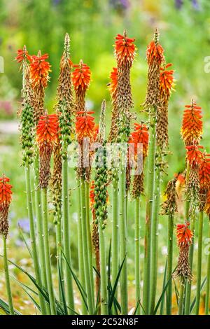 Kniphofia Rote heiße Pokerblume Stockfoto