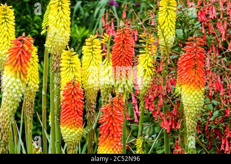 Kniphofia Red Hot Poker Blumen Fackel Lilien Pflanze Stockfoto