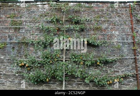 Espalier ausgebildeter Birnenbaum. Stockfoto