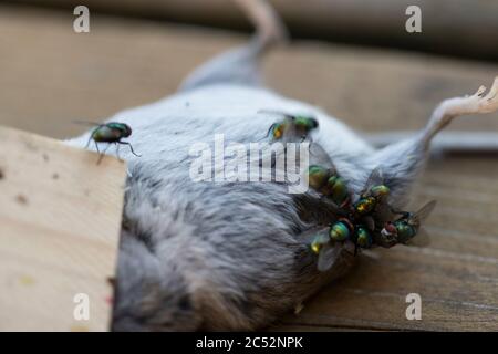 Tote Maus in Mausfalle fliegt Eier legen. Dolly Schuss der Maus tot in der Mausfalle mit Fliegen um sie herum. Todeskonzept. Stockfoto