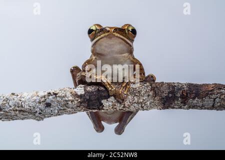 Gewöhnlicher Baumfrosch auf einem Zweig, Indonesien Stockfoto