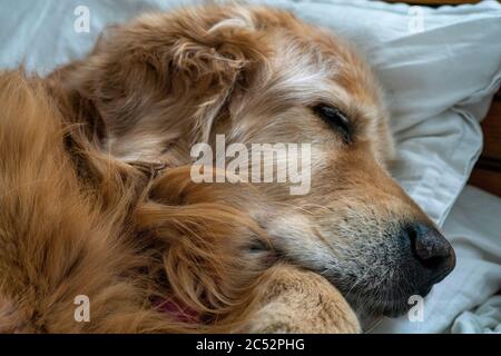 Ein goldener Retriever schläft schnell auf einem menschlichen Bett, mit einem Kissen, um es Kopf auf, während es schläft wie ein Mensch! Stockfoto
