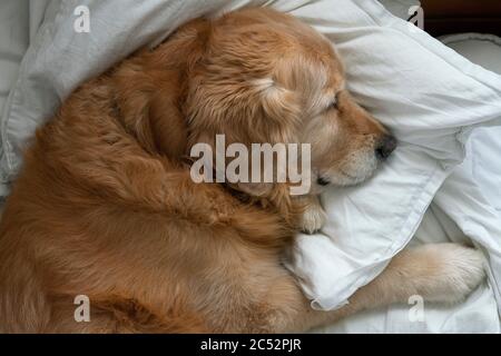 Ein goldener Retriever schläft schnell auf einem menschlichen Bett, mit einem Kissen, um es Kopf auf, während es schläft wie ein Mensch! Stockfoto