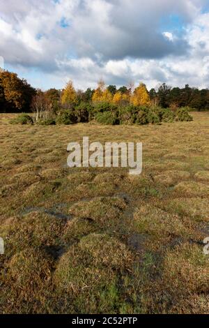 Große Hügel, die von gelben Wiesenameisen (Lasius flavus) im New Forest in Großbritannien produziert werden Stockfoto